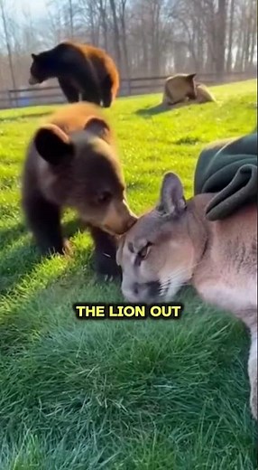A Bear Cub’s Terrifying Moment With a Mountain Lion 🐻💔🦁