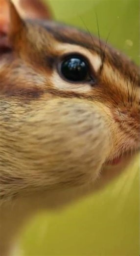 Chipmunk Has the MOST DRAMATIC Reaction Ever 🐿️😱 | Viral Animal Videos