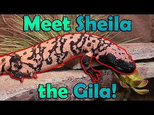 All about Gila Monsters! *Venomous*