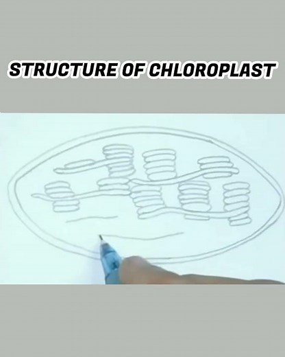 How to draw structure of chloroplast easily/ X science