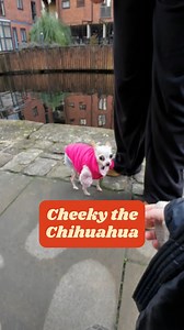 19K views · 131 reactions | We are head over heels obsessed with Cheeky 凉 | My Best Friend | Facebook