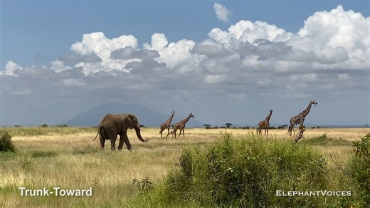 1.3K views · 50 reactions | A young male walks out onto the plains...