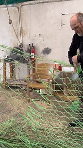 Mending Net To Catch Porgy’s, Black Sea Bass, and Squid 😮 | Shore Fresh Seafood Market