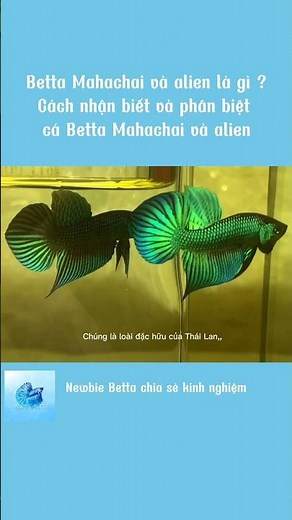 Betta Mahachai và alien là gì ? cách nhận biệt và phân biệt Betta Mahachai và Alien #newbiebetta