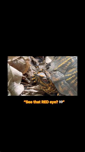 “This Turtle’s Red Eyes Mean Something…”