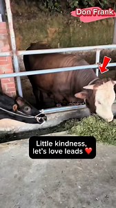 Whats this life needs is little kindness❤️ | Don Frank