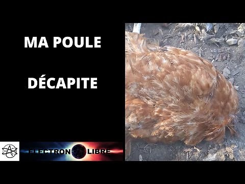 MA POULE DÉCAPITEE !!!!!!