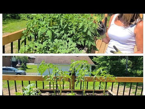 HOW TO: PRUNE BEEF STEAK TOMATOES FOR BEST PRODUCTION