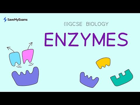 Enzymes | IGCSE Biology and GCSE Biology Revision