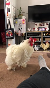 95K views · 4K reactions | Something set off the home security...