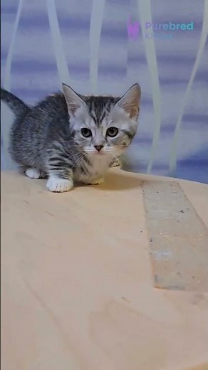 Meet Janet: Black Smoke Spotted Munchkin Kitten 😻 Adopt This Short Legs, Big Heart! #MunchkinKitten