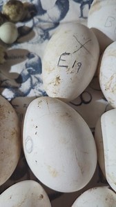 146K views · 815 reactions | First embden egg! | Cajun Creek Farm | Facebook