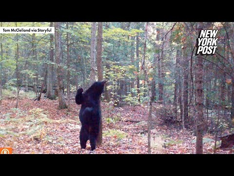 Trail Camera Captures 'Sexy Bear' Busting Moves as It Scratches Against a Tree