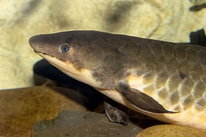 How mucus kept this air-breathing eel hidden from scientists for 30 years | BBC Science Focus Magazine