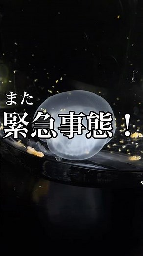 30日後、コップから奇跡を起こすクラゲ Day26