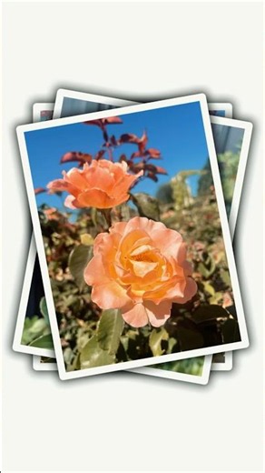 Desert Roses in Australia?! | Mildura Botanic Gardens Tour 🌹