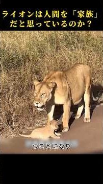 Lions live in prides and raise their cubs collectively, significantly increasing their survival r...