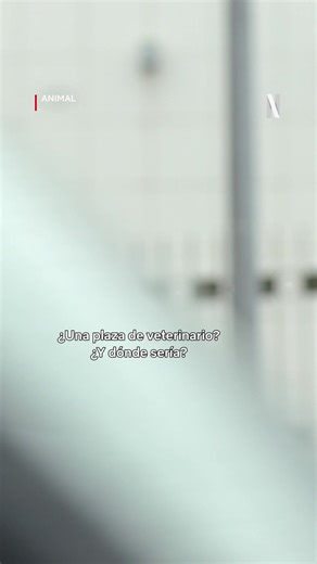 Él cura mascotas. Ella las sigue en Instagram. #AnimalNetflix, una comedia indomable, llega a Netflix el 3 de octubre. | Netflix