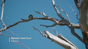 1.7K views · 60 reactions | Have you heard of gum tree dieback?...