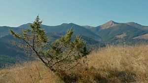 Shrubs for Acidic Soil