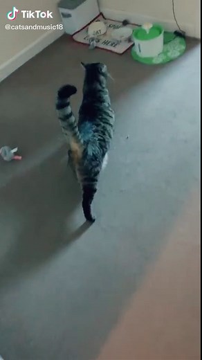 Cats and music on TikTok