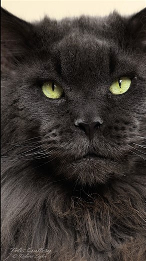Everest. #mainecoon #cat #felisgallery #robertsijka | Felis Gallery by Robert Sijka