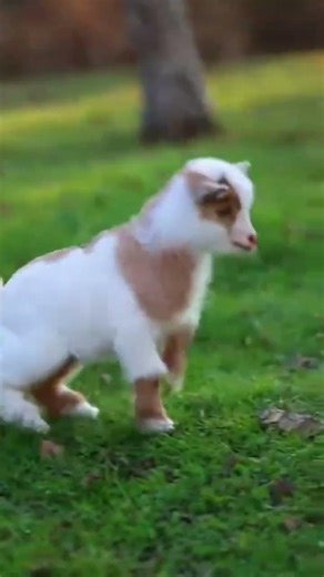 LITTLE CUTIE GOAT 🐐🥰 #shortsfeed #nature #goat #viralvideo