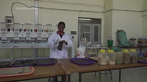 How the invasive water hyacinth is threatening fishermen's livelihoods on a popular Kenyan lake