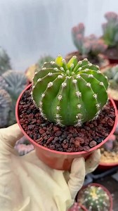 Easter Lily Cactus, Rare Succulent, Live Plant, Unique Houseplant, Easy Care Indoor Plant, Succulent Gift - Etsy