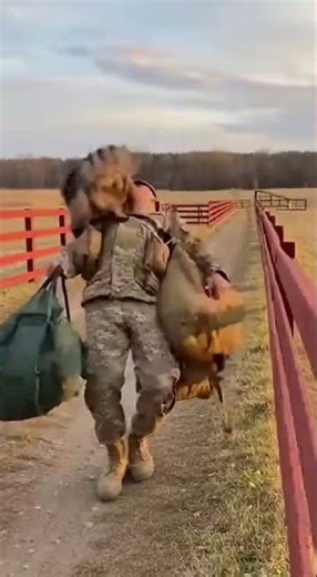 Giant Maine Coon tackles Soldier Amazing cat vs dog battle #cat #pets #animals