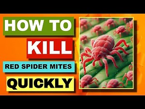 HOW TO KILL RED SPIDER MITES ON CONCRETE