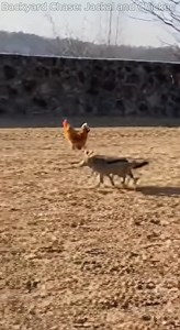 A raw farm reality moment 🐔⚡ A wild jackal races from behind, chasing a hen at full speed, but instinct saves the day as the hen jumps onto a tall wall. Real fear, real reactions, natural sounds—captured exactly as it happened on a handheld iPhone.#FarmLifeReality #WildlifeChase #HenEscape #JackalVsHen #RawiPhoneVideo #AnimalInstinct #NatureUnfiltered #RealFarmMoment | Backyard Chase: Jackal and Chicken