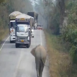 1.7M views · 63 reactions | Elephant Stops Passing Trucks To Steal Bundles Of Sugar Cane | Wild Life TV | Facebook