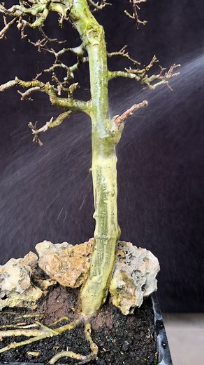 🌳routine maintenance for streblus asper bonsai #bonsai #bonsaitree #bonsaiindonesia #bonsaiserut #holidayseason #fblifestyle | Ara Jaber Bonsai