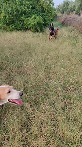 The most beautiful moments of the Malinois and you are the hunter👉😍💥🔥 | Bruno dogs