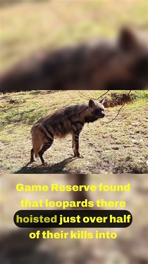 The Science Behind Niche Partitioning 🔬