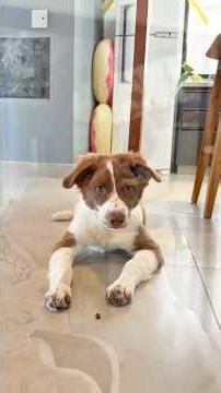 Um pouco sobre vacinação!