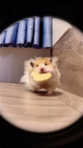Who could resist such a mouse running towards you#Cute pets#How cute#Pet vlog#Pet debut