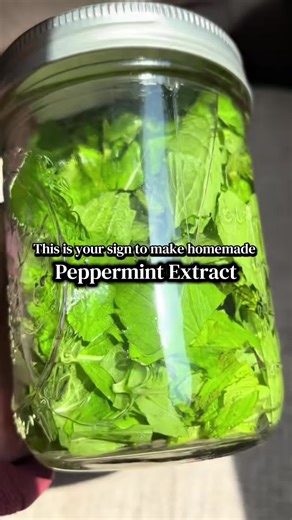 DIY Peppermint Extract in a Mason Jar