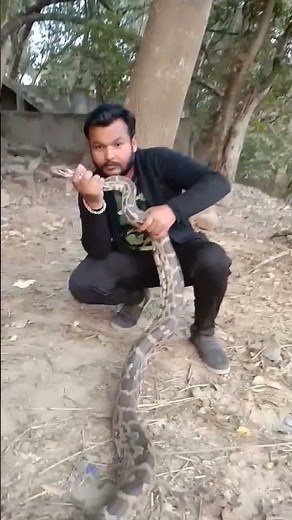 🦅🐍 indian rock python rescue and release #shorts
