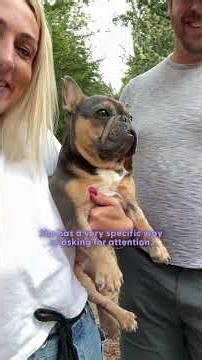 After Years In A Cage, All This Frenchie Wants Is Her Dad | The Dodo