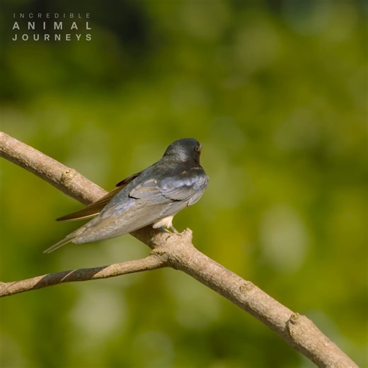 208K views · 5.6K reactions | Reunited and it feels so good! ❤️ Every year, barn swallows fly over 6,000 miles after winter to reunite with their mate. Fewer than half survive the journey, but they never stop searching for the one they love. | National Geographic Animals | Facebook