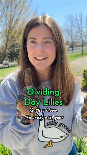 Elizabeth | Amateur Hour Gardening 🌱 | Wondering how to divide daylilies or Stella d’Oro lilies? Here’s a full step-by-step tutorial on when, why, and how to split overgrown... | Instagram
