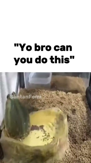 Toad meme