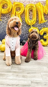 For these dapper dogs, this puppy prom was a night to remember! 🐶🪩 Puppy University in Union City celebrated its first dog prom with a night of dancing, treats and tail wagging. | NJ.com