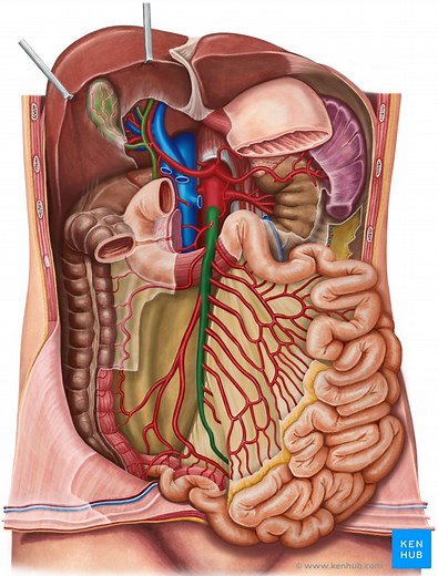 Superior mesenteric artery