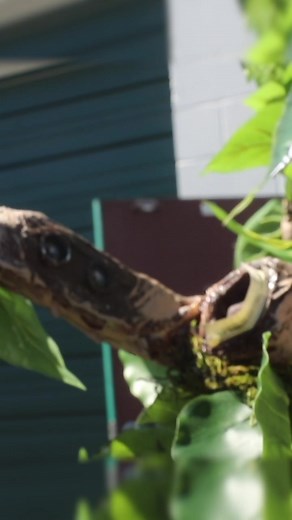 ¡Descubrimos un árbol que crece dinero en efectivo! 🌲💰