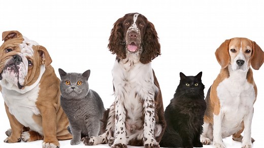 Where did the phrase 'raining cats and dogs' come from?