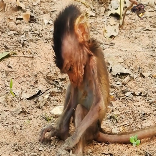 7.3K views · 210 reactions | P2# The monkey was abandon look she really tired #babymonkeys | Premature Monkeys | Facebook