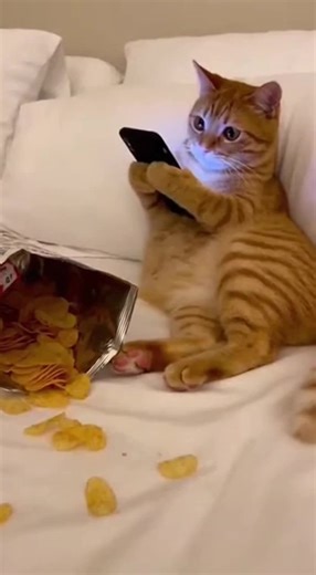 The Hilarious Truth About Cat-Level Phone Addiction